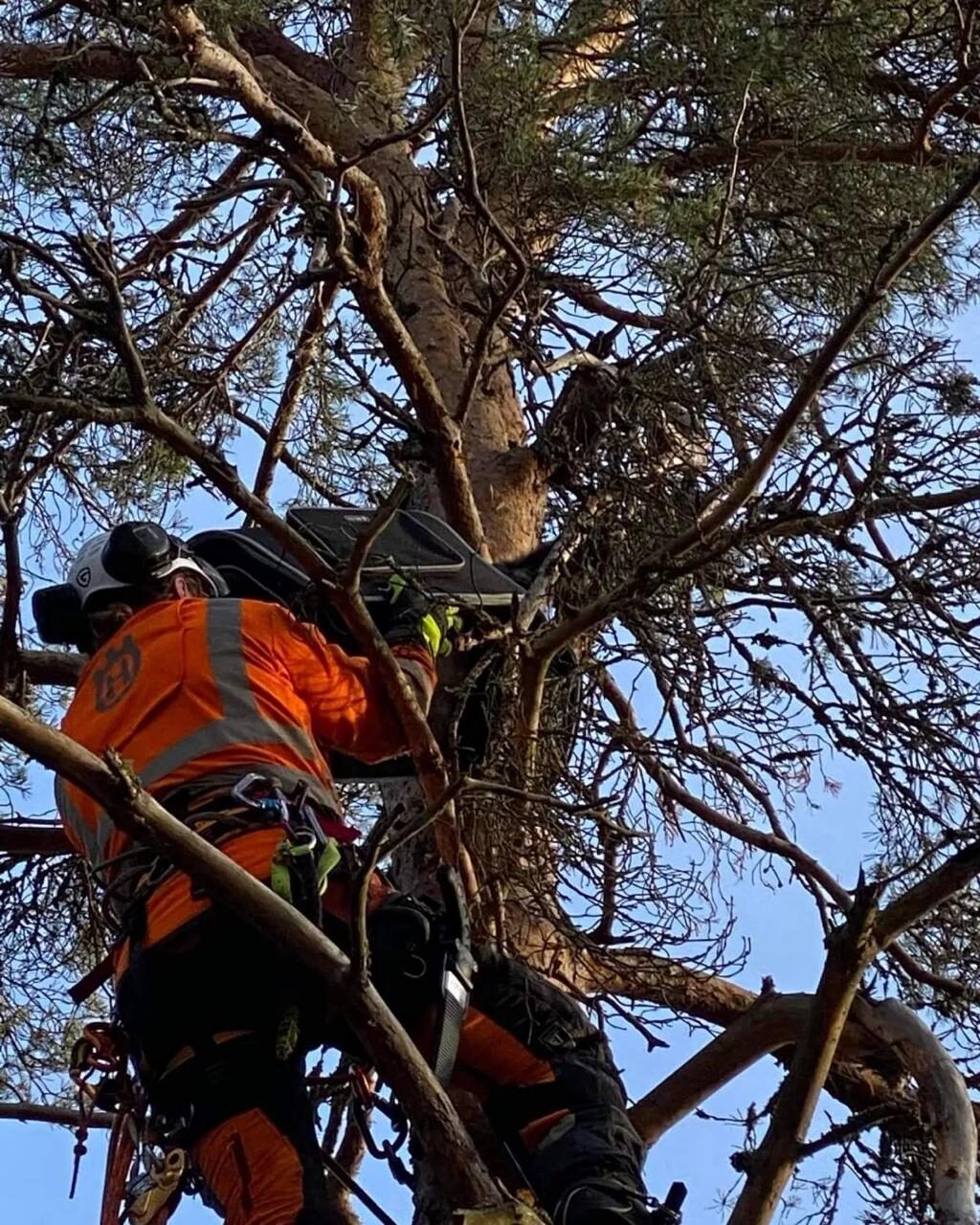 Stubbfräsning med maskin i Gävle