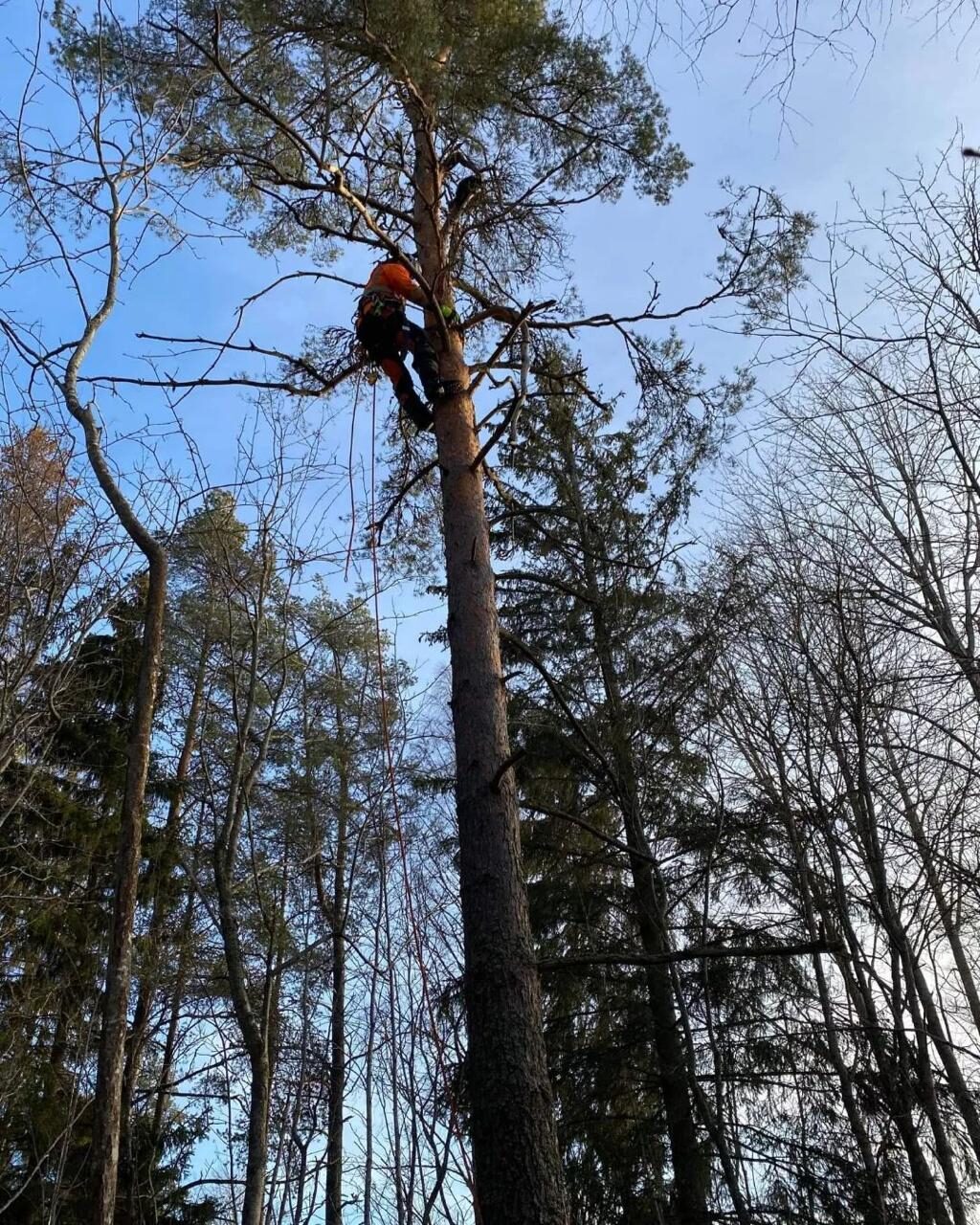 Arborist klättrar i tall för trädfällning i Gävle