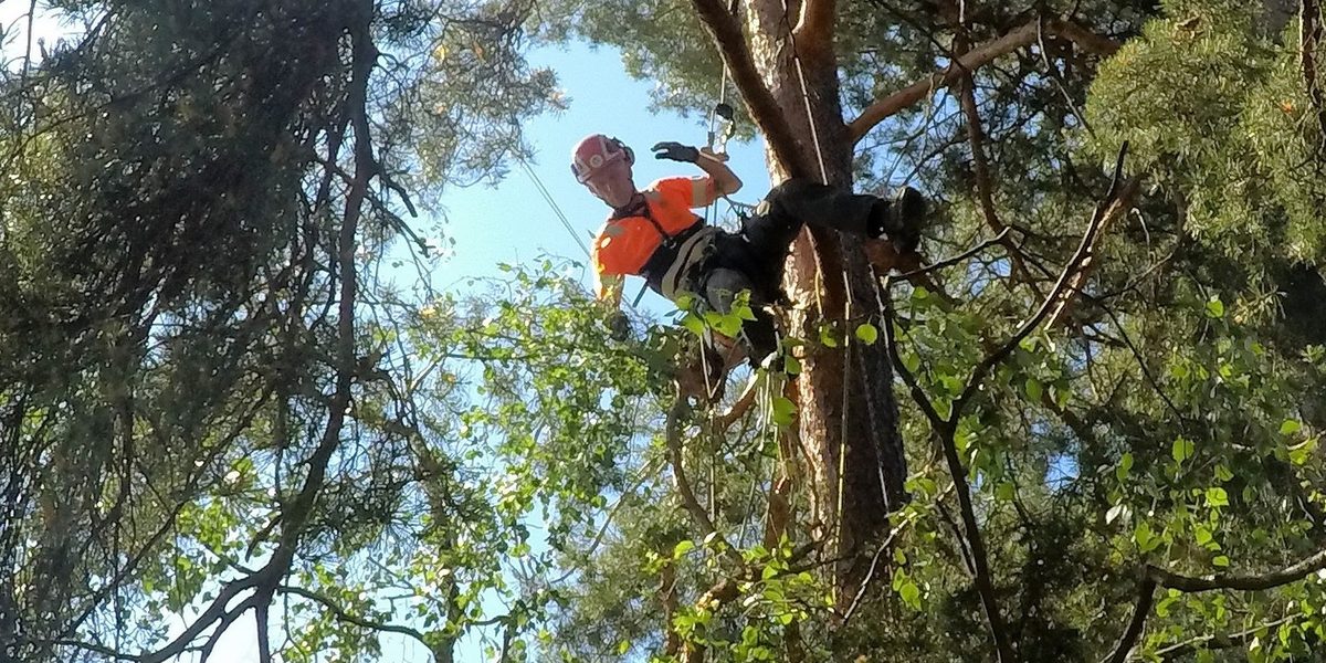 Arborist i sele och hjälm högt uppe i en tall