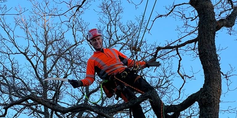 Arborist i klätterutrustning uppe i ett kalt lövträd mot blå himmel