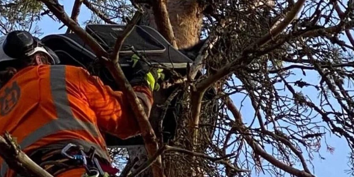 Arborist i varselkläder kapar en gren med motorsåg uppe i trädet