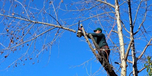 Arborist beskär grenar högt upp mot blå himmel