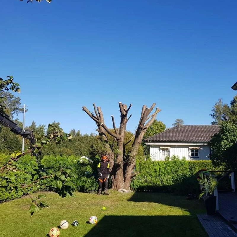 Arborist i orange varselkläder vid en kraftigt beskuren stam i en villaträdgård