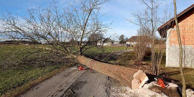 Fälld stam ligger längs en grusväg intill ett bostadshus