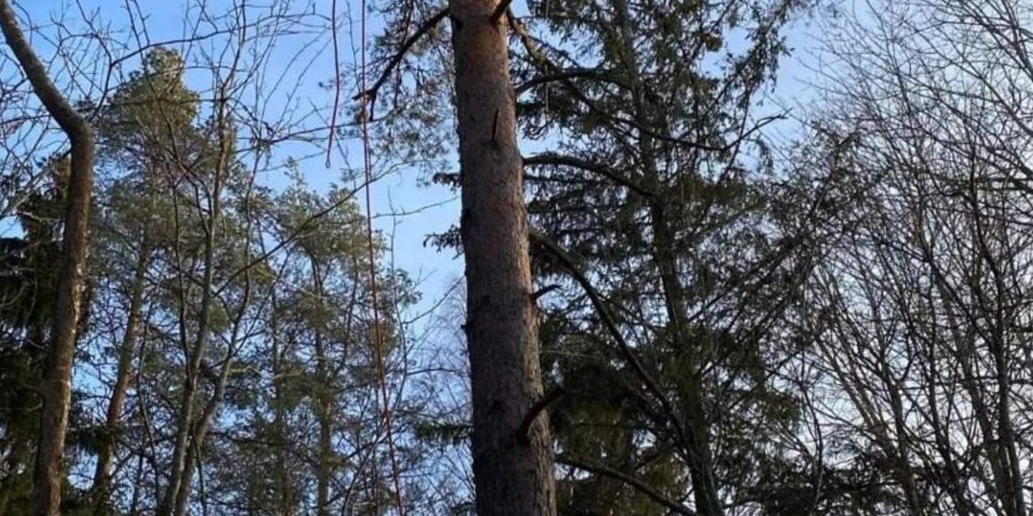 Hög lövträdsstam med avkapade grenar mot ljus himmel